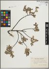 Foto von Salix lapponum L. x Salix myrtilloides L.